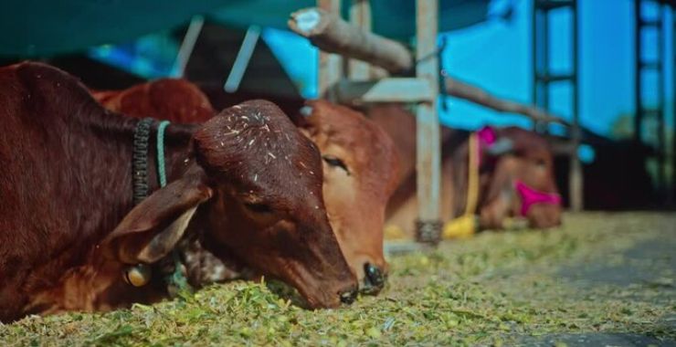 Happy Cows History 1975